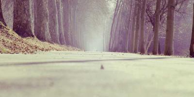 罗德里